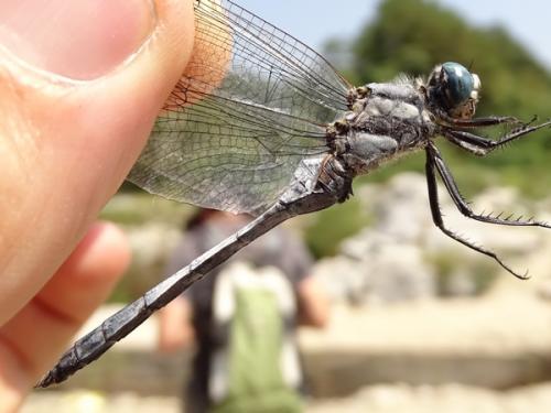 Orthetrum albistylum